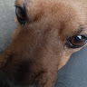 Profile picture of snowy