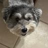 Profile picture of @dookie-schimitt