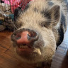 Profile picture of hxntr4p