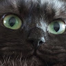 Profile picture of octoct