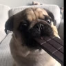 Profile picture of @therealpug