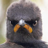 Profile picture of @thijs-landman