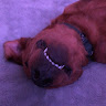 Profile picture of IsTomPluto