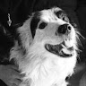 Profile picture of Enzo