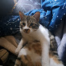Profile picture of Trahnimux