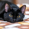 Profile picture of @benjamin-shulman