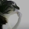 Profile picture of @not-eymen