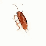 Profile picture of @adrixnlol