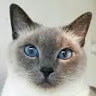 Profile picture of Daw