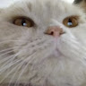 Profile picture of @freddy-go
