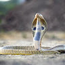 Profile picture of @had-hraje
