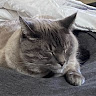 Profile picture of ash