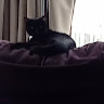 Profile picture of Gdog