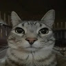 Profile picture of @matteo-adorni