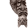 Profile photo of AgarthaCitizen