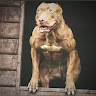 Profile picture of @sigma-123