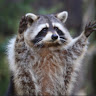 Profile picture of @cairn-consani