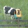 Profile picture of @leiklad
