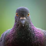 Profile picture of @hugo-canabal-simal