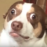 Profile photo of rikkileo