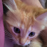 Profile picture of Raju