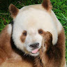 Profile picture of Trenzo