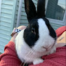 Profile picture of @charlie-harrington