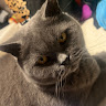 Profile picture of @koli