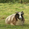 Profile picture of @the-goats