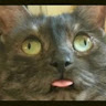 Profile photo of Bogu bog
