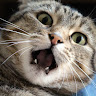 Profile picture of @shivam-swain