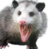 Profile picture of @possum