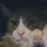Profile picture of Castillo