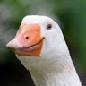 Profile photo of Mad Mags
