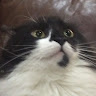 Profile picture of shitbox