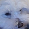 Profile picture of @ghost-stomper