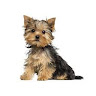 Profile picture of @flyper-puppy
