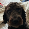 Profile photo of bagelgoated