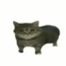 Profile picture of plant