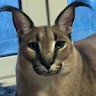 Profile picture of @floppa