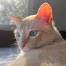 Profile picture of @emir-guzelciftci