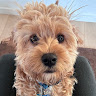 Profile picture of @cody-rymar